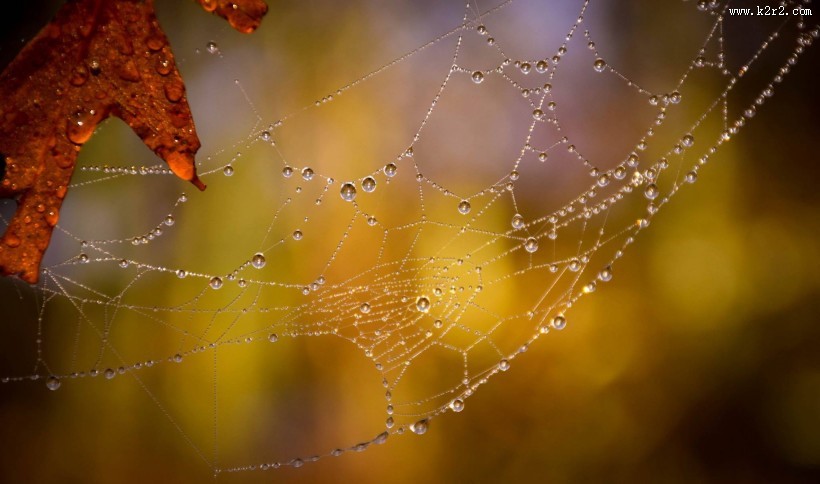 蜘蛛网高清图片大全