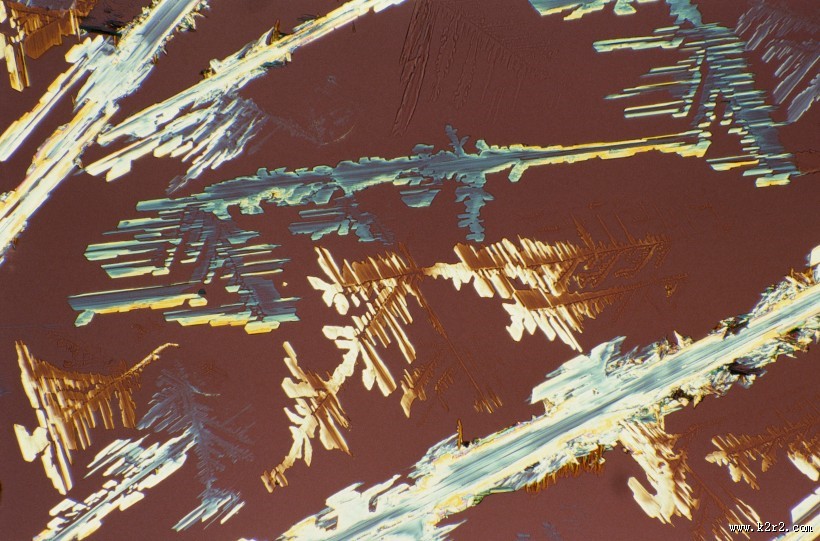 显微镜下的细胞图片