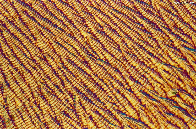 显微镜下的细胞图片