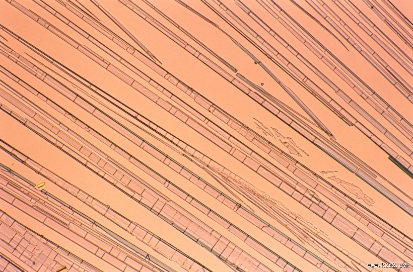 显微镜下的细胞图片