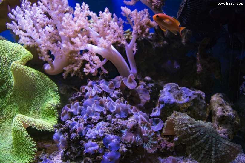 海底的珊瑚礁图片