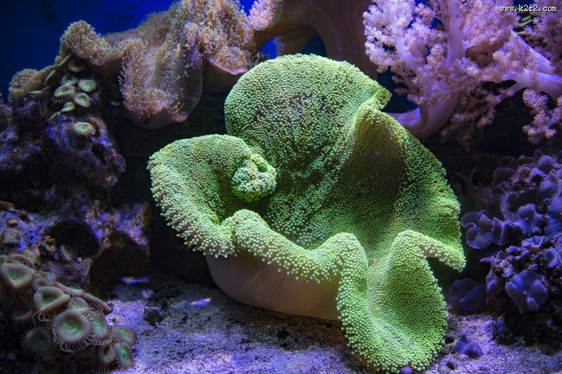 海底的珊瑚礁图片