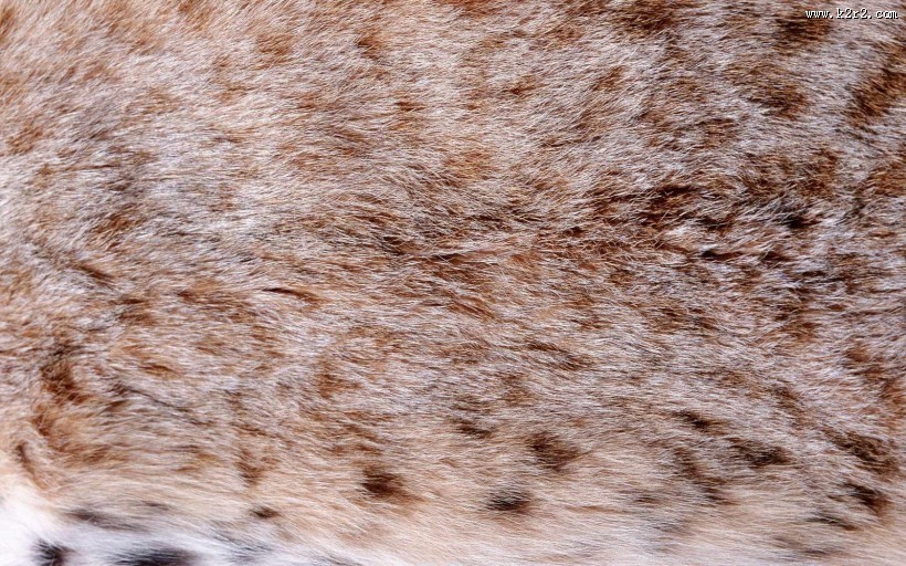 皮毛背景特写图片