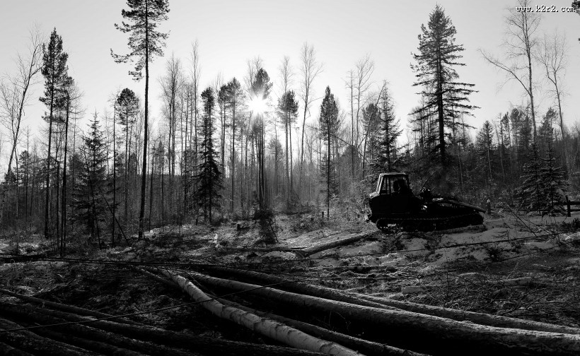 采伐场地图片大全