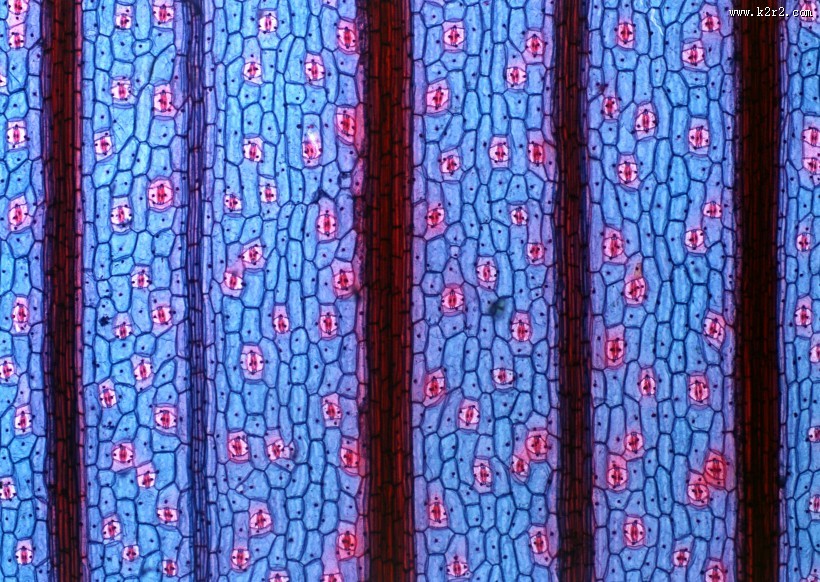 显微镜下的细胞图片大全