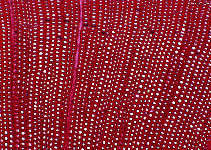 显微镜下的细胞图片大全