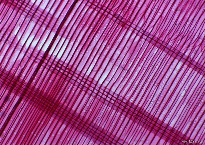 显微镜下的细胞图片大全