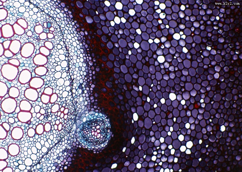 显微镜下的细胞图片大全