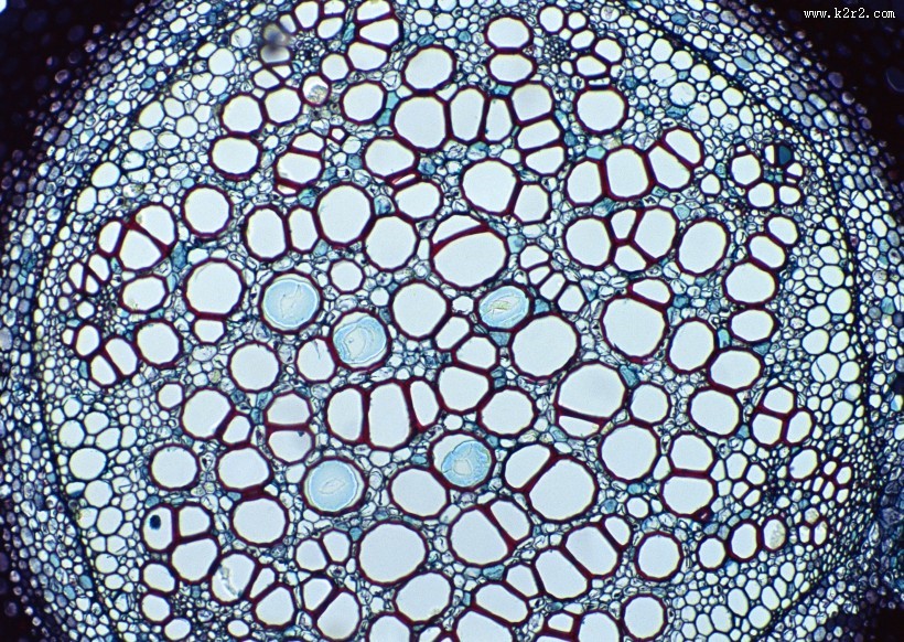 显微镜下的细胞图片大全