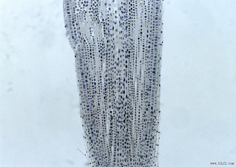 显微镜下的细胞图片大全