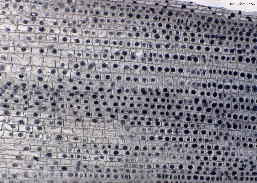 显微镜下的细胞图片大全