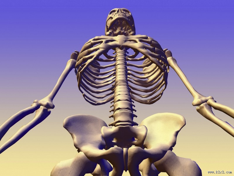 人体骨骼图片