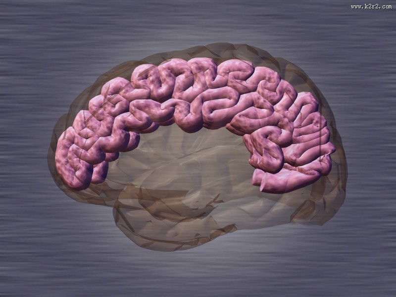 人体大脑图片