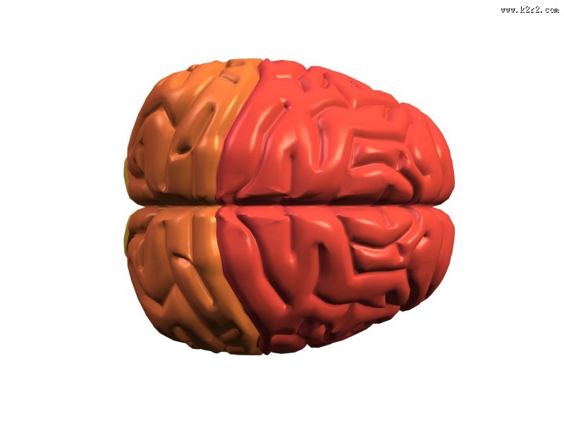 人体大脑图片