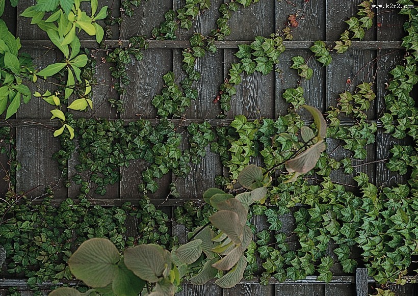 木头墙壁图片大全