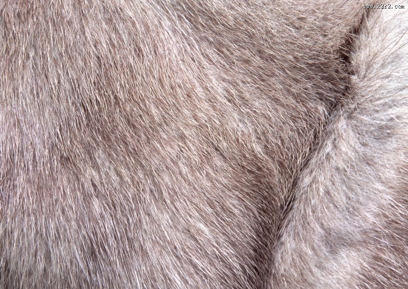 皮毛特写图片