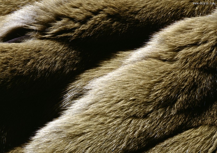 皮毛特写图片