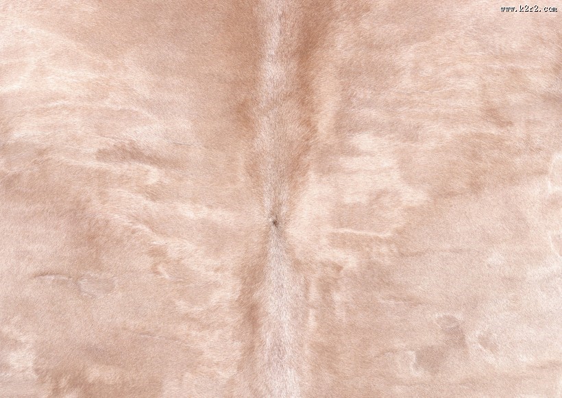 皮毛特写图片