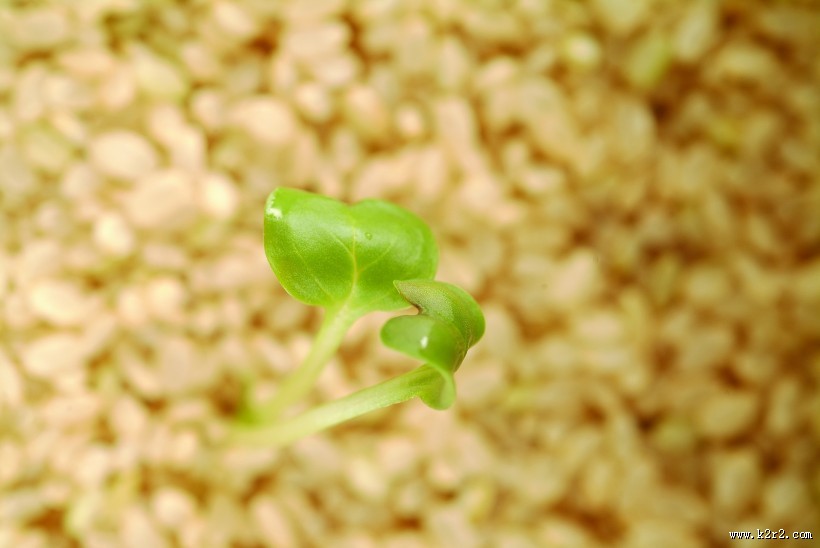 生物科技研究图片