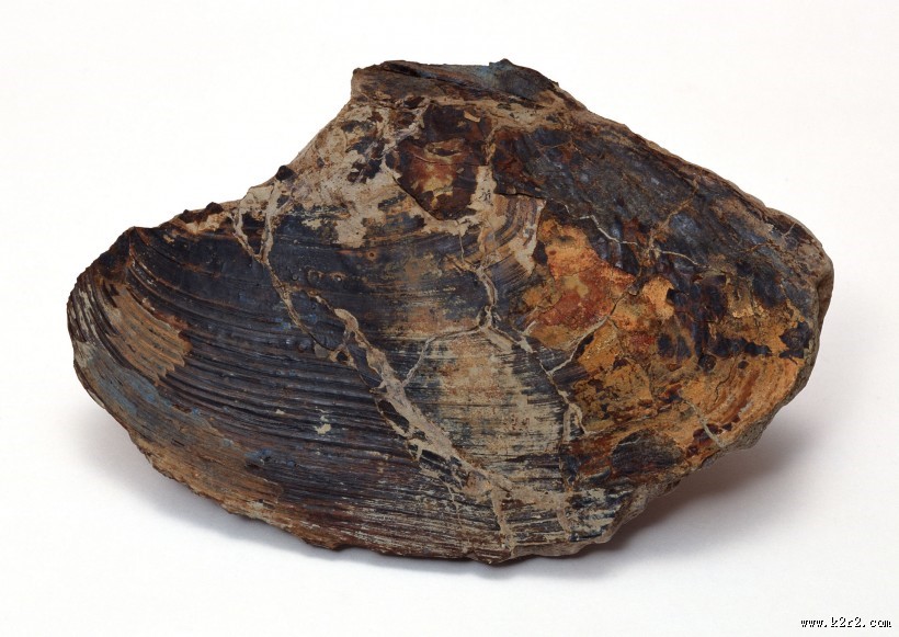 木化石图片大全