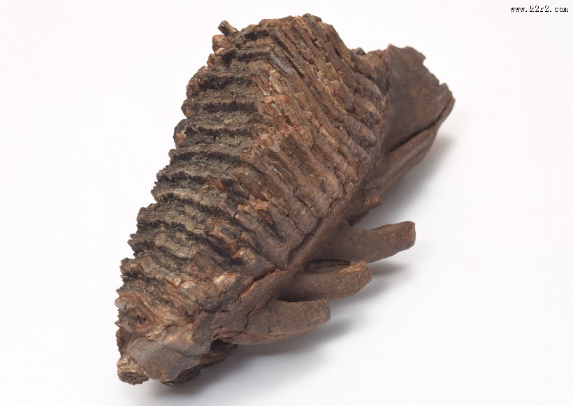 木化石图片大全