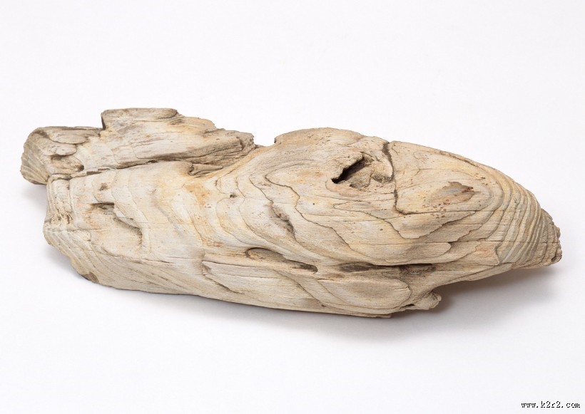 木化石图片大全