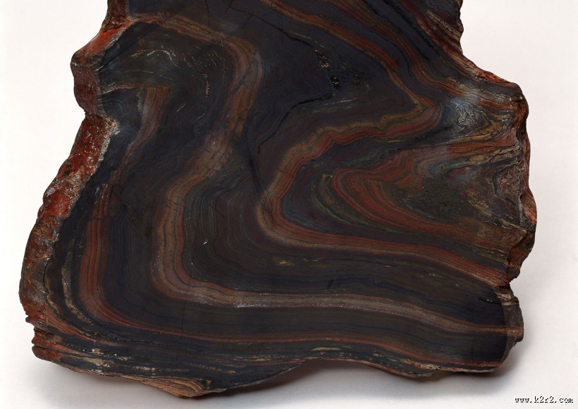 木化石图片大全