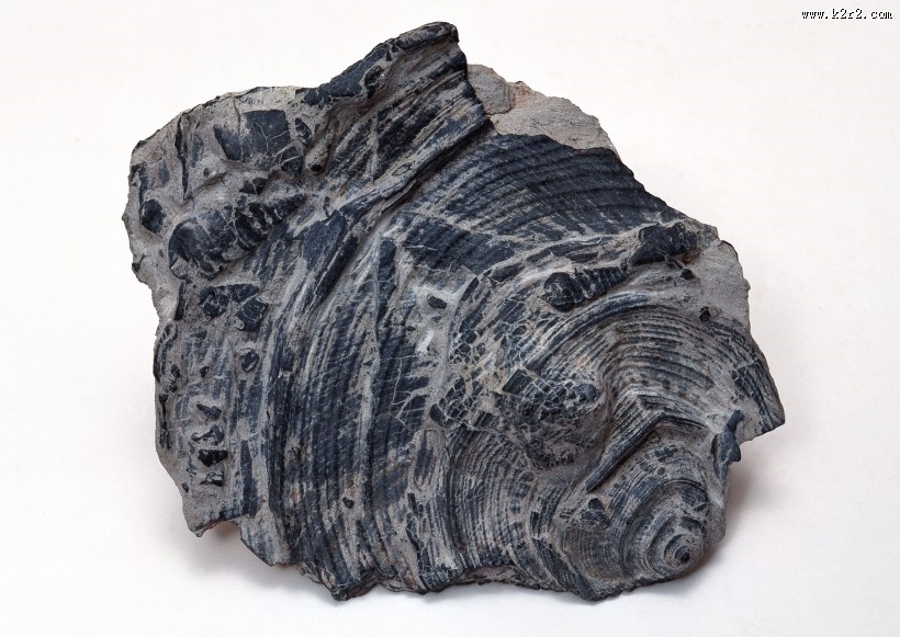 木化石图片大全