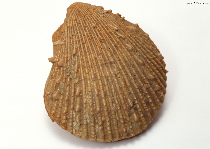 贝壳化石图片