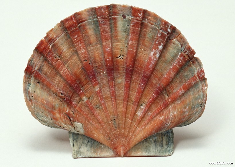 贝壳化石图片