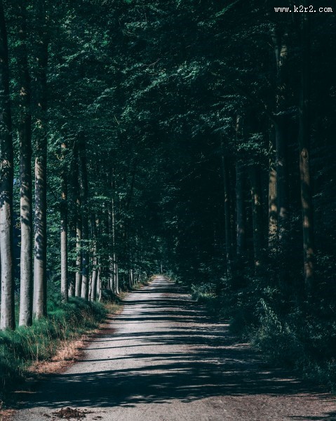 幽静的林间小路图片