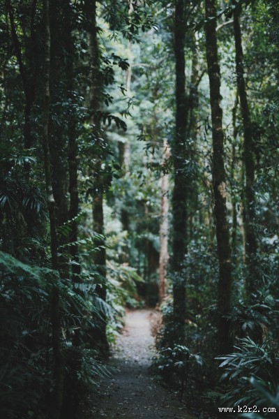 幽静的林间小路图片