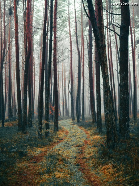 幽静的林间小路图片