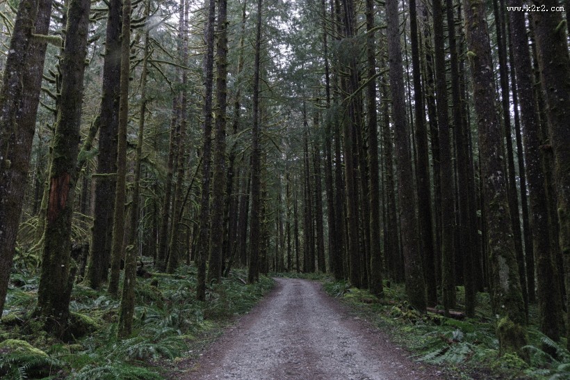 幽静的林间小路图片