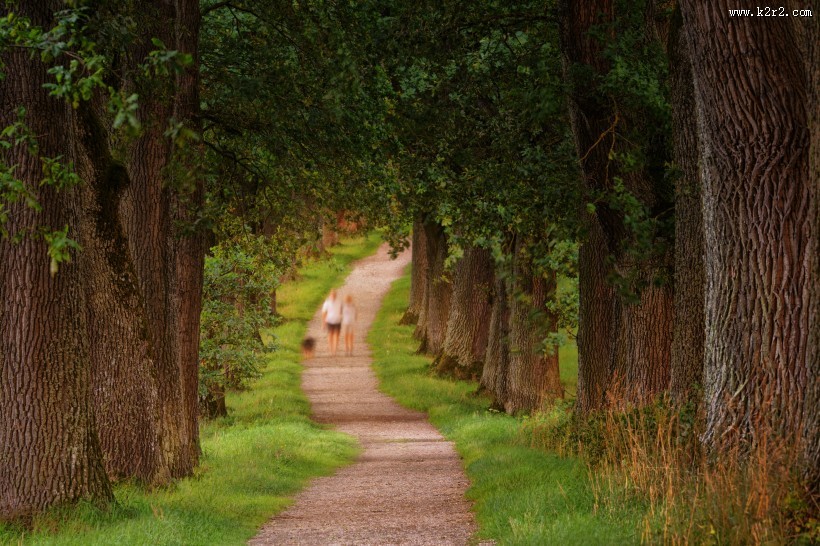 幽静的林间小路图片