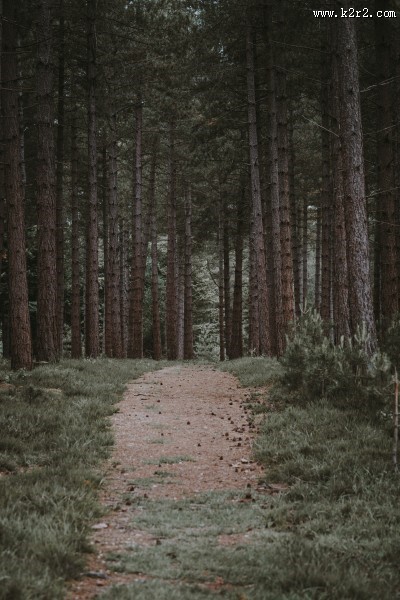 生长茂盛的森林图片