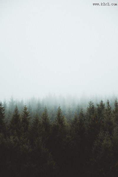 生长茂盛的森林图片