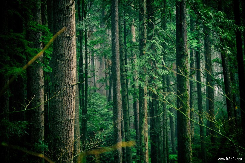 生长茂盛的森林图片
