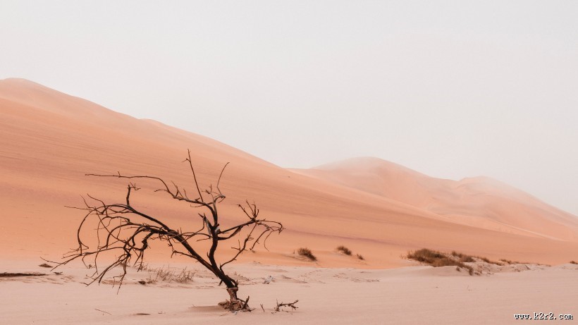 无边的沙漠图片