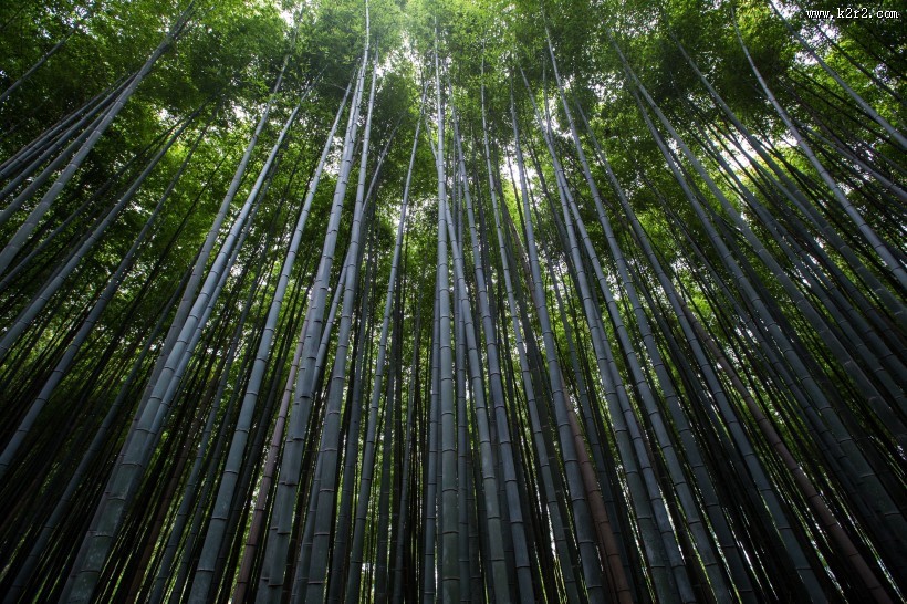 翠绿的竹林图片