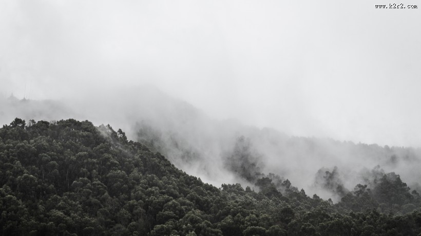 大雾天的森林图片