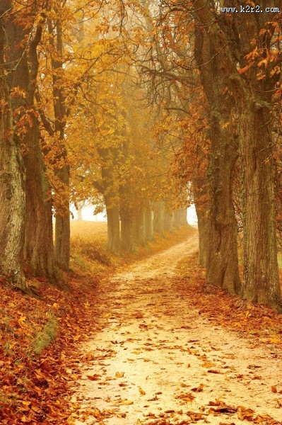 秋天的树林图片