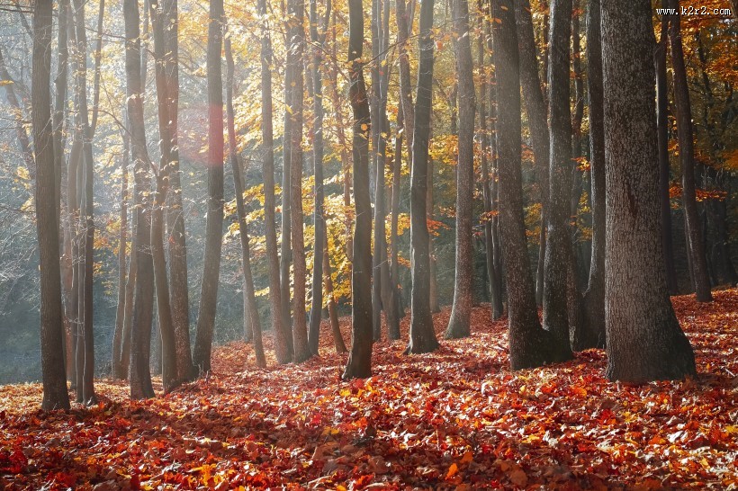 秋天的树林图片