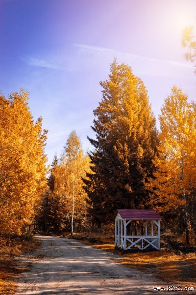 秋天的树林图片