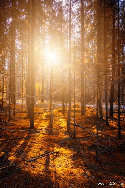 秋天的树林图片