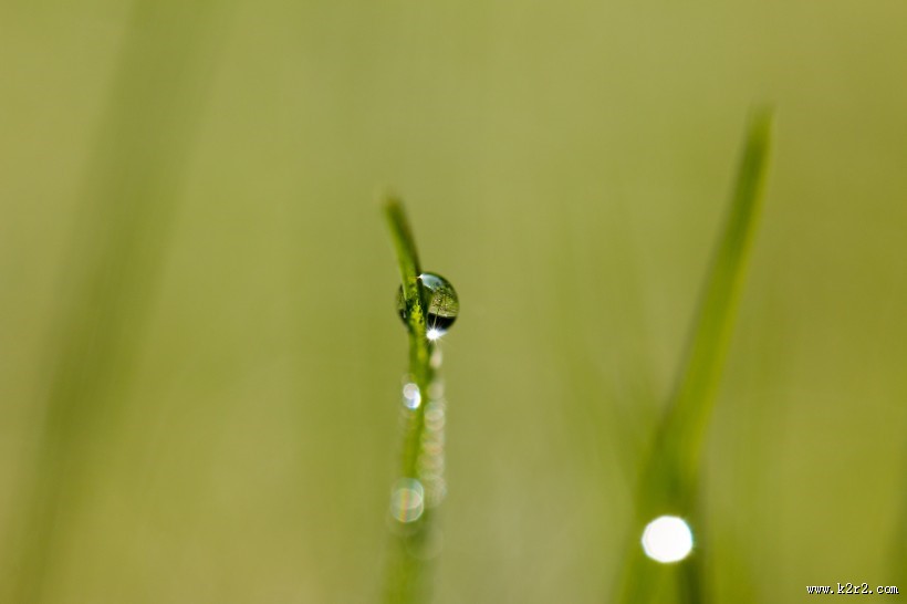 清晨草上的露珠图片