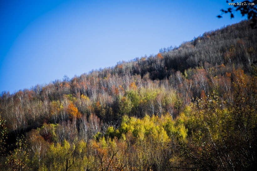漫山遍野的金色秋景图片