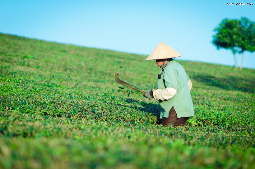 风景优美的茶园图片
