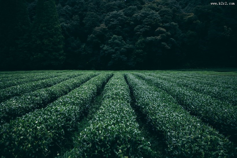 风景优美的茶园图片