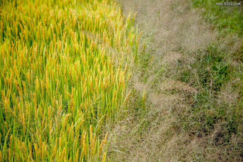丰收的稻田图片大全
